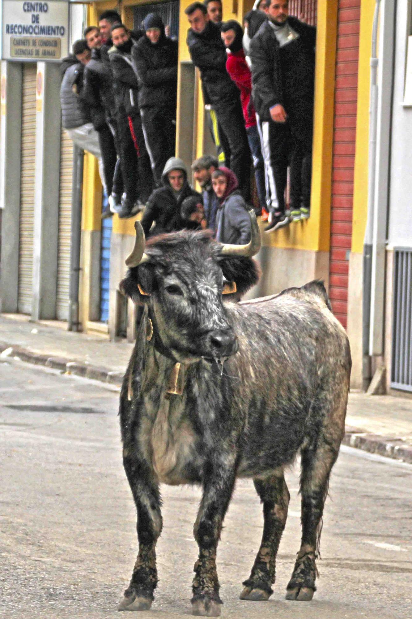 Actos taurinos por Sant Antoni en Sagunt