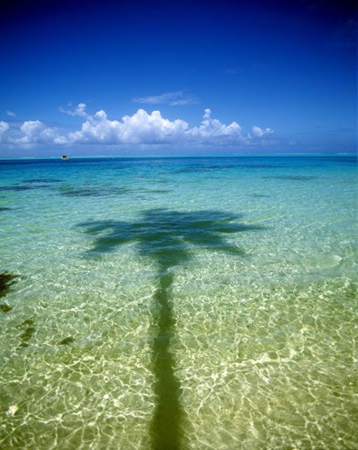 Palmeras en las islas Windward. Palmeras en las islas Windward.