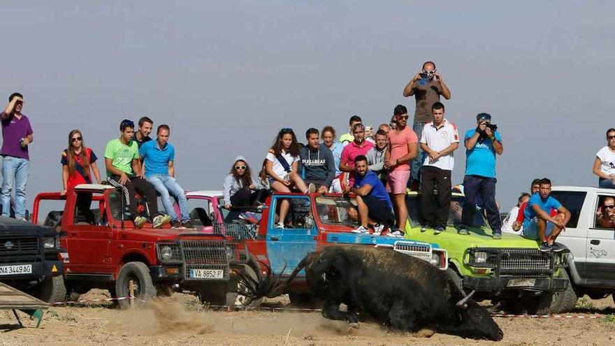 Uno de los toros al inicio del encierro campero celebrado en Villalpando durante el año pasado.