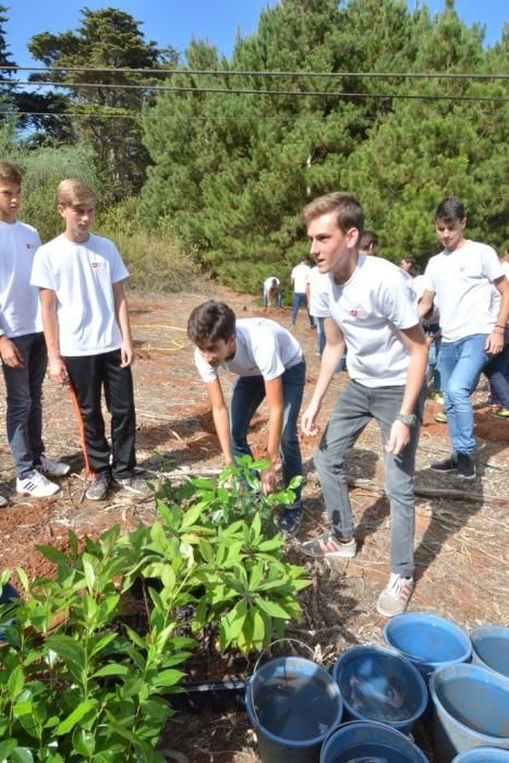 REPOBLACIÓN FORESTAL FONTANALES MOYA