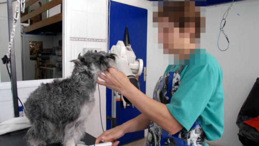 Una veterinaria pasa revisión a un perro.