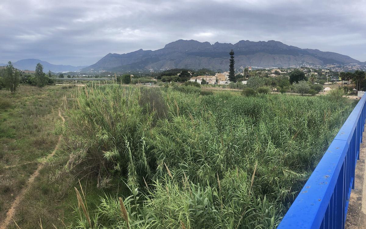 Un bosque de cañas invade el río Algar en su desembocadura.