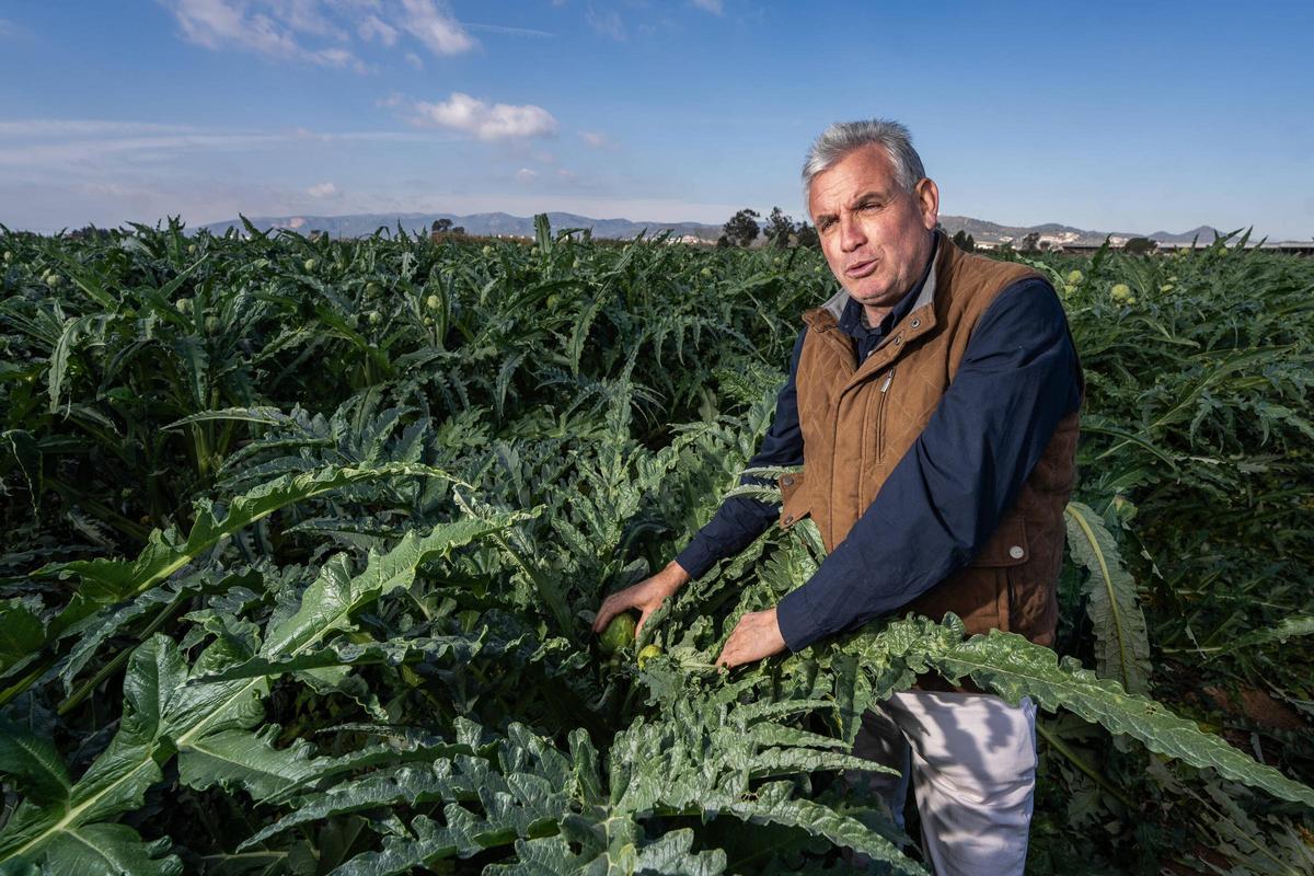 Jordi Ametller, de Ametller Origen, en el campo de alcachofas que la empresa tiene en Sant Boi, en el parque agrario del Baix Llobregat.