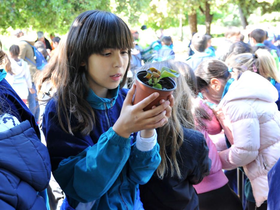 Festa de l''Arbre de Figueres