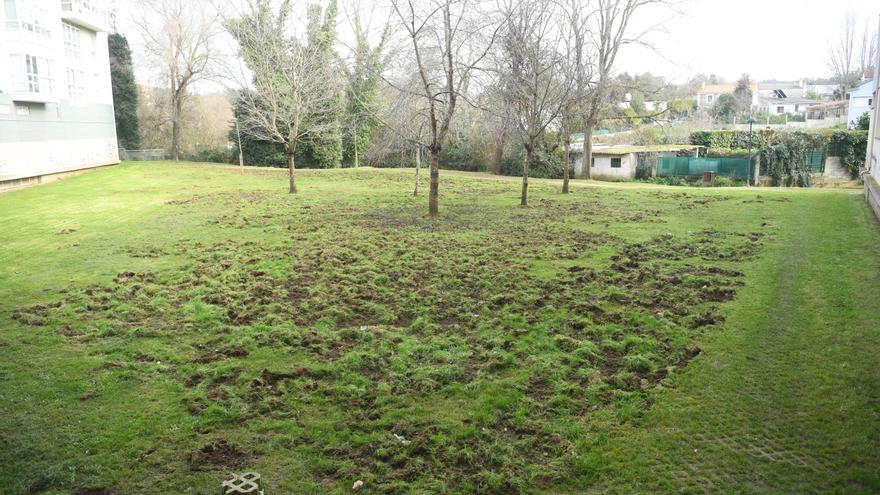 Los jabalíes destrozan en Oleiros las zonas verdes del parque Luis Seoane