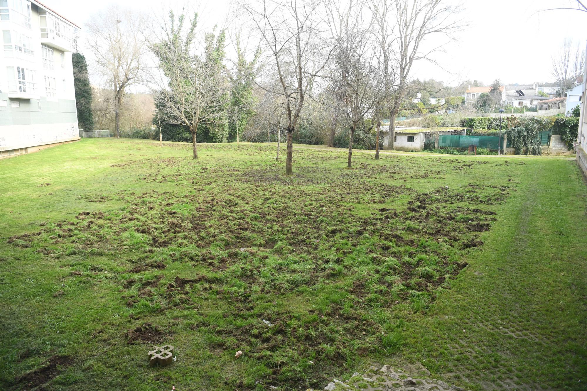 Los jabalíes destrozan en Oleiros las zonas verdes del parque Luis Seoane