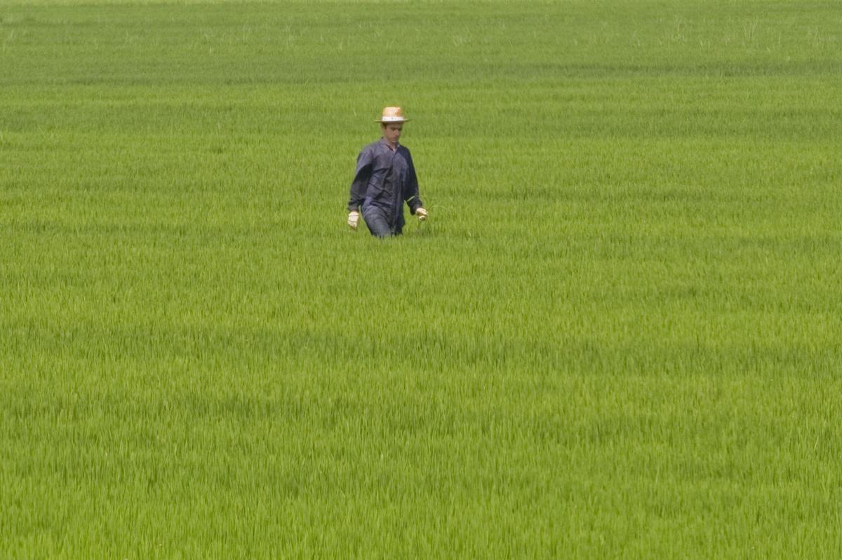 Un agricultor en una explotación de arroz próxima a l'Albufera, en una imagen de archivo.