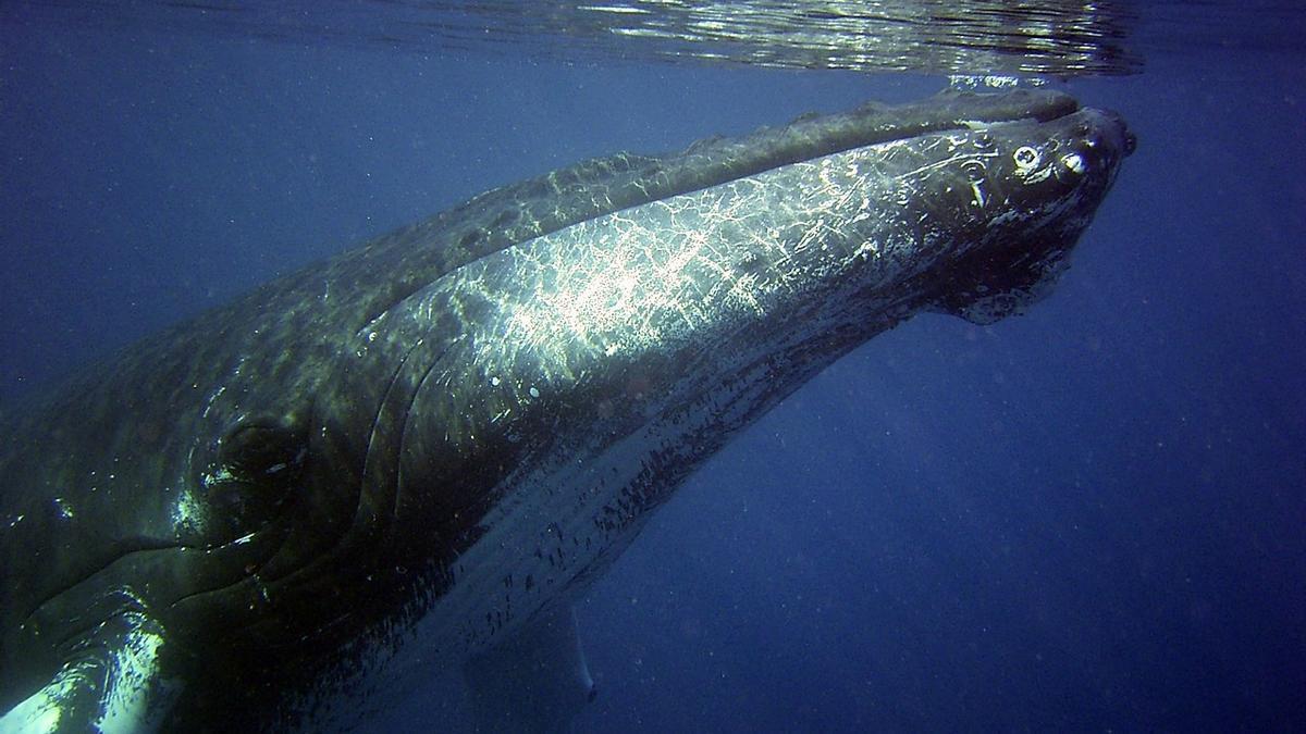 Una balena