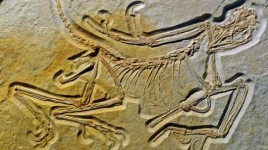 El fòsil del Archaeopteryx.