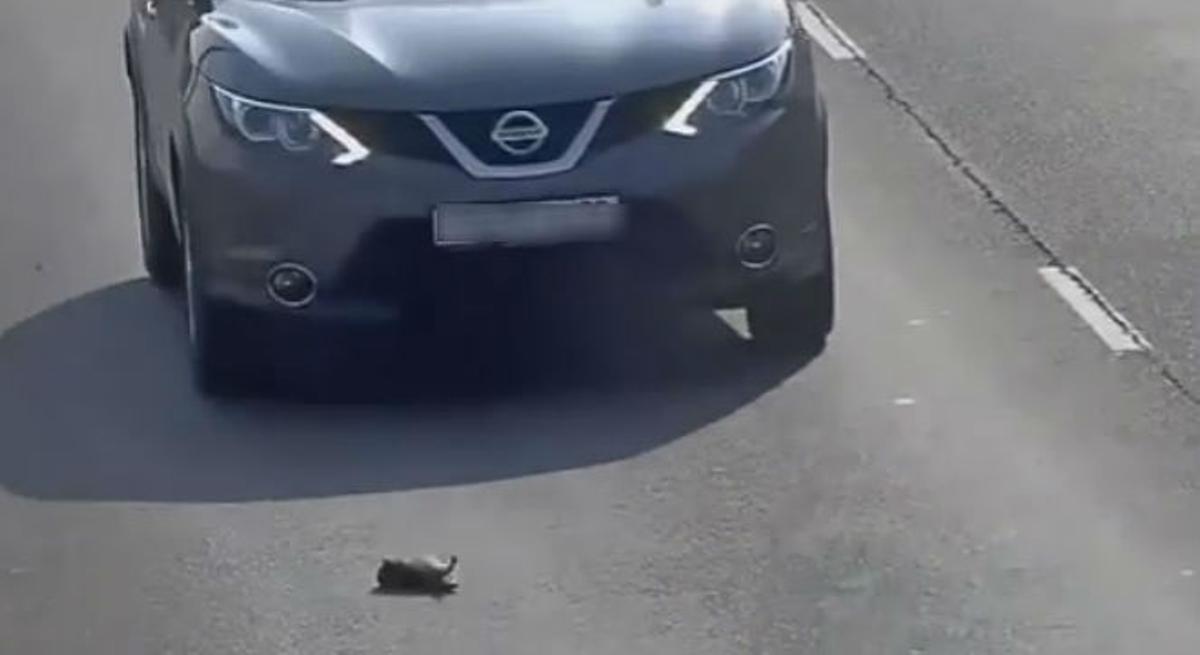 Un cadell felí cau enmig d’una avinguda amb trànsit intens i sobreviu sense ser atropellada.