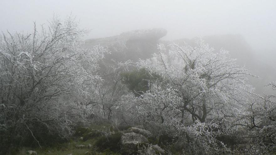 Heladas y cencelladas