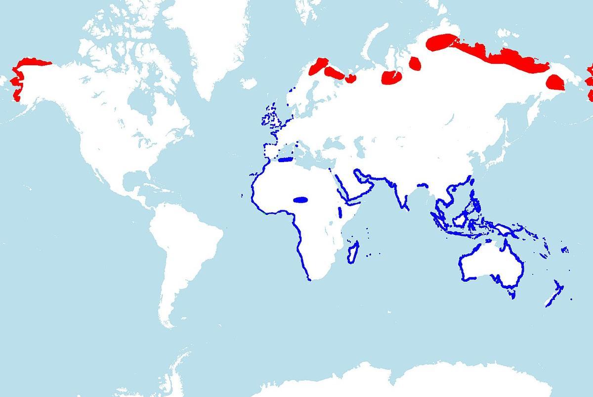 En rojo, zonas de cría de la especie; en azul, áreas de invernada