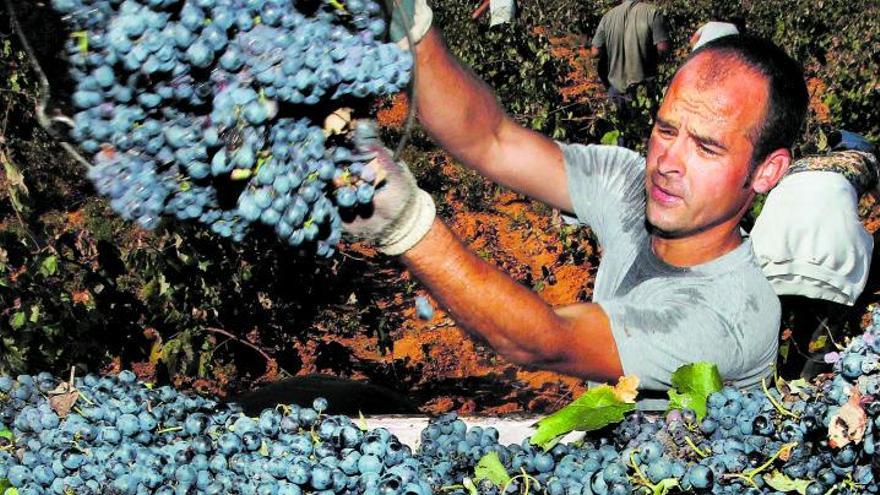 Los bajos precios alarman a los viticultores