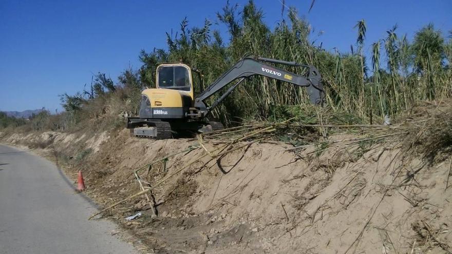 La CHS recupera el bosque de ribera en el paraje de  La Barratera de Cieza