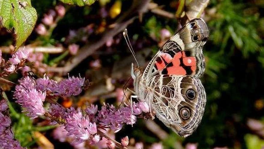 Un ejemplar de la mariposa monitorizada en Alba. // José Rodrigo Dapena