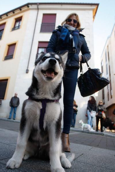 Los perros gobiernan por san Antón en Zamora