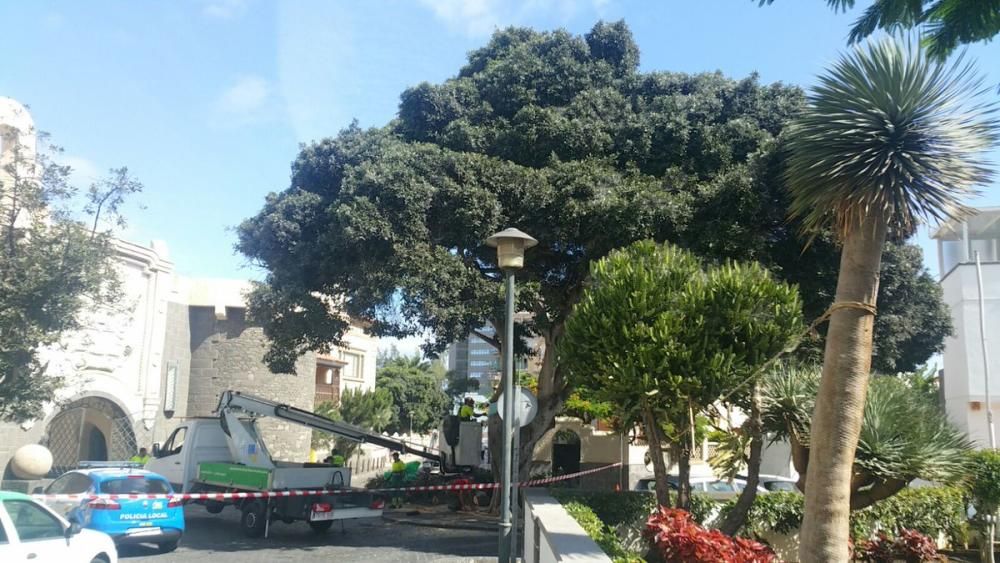 Parte un árbol se desploma sobre un coche