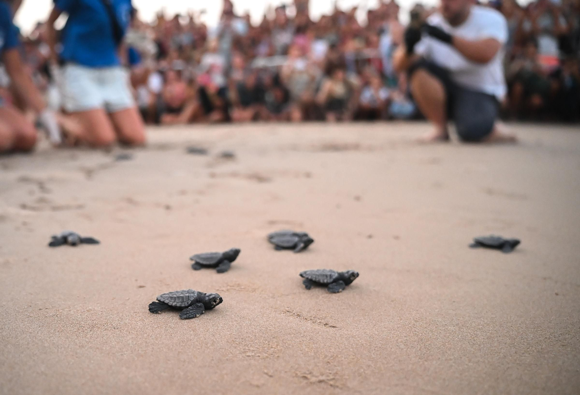 Gran expectación en Arenales del Sol por la suelta de 57 tortugas bobas recién nacidas