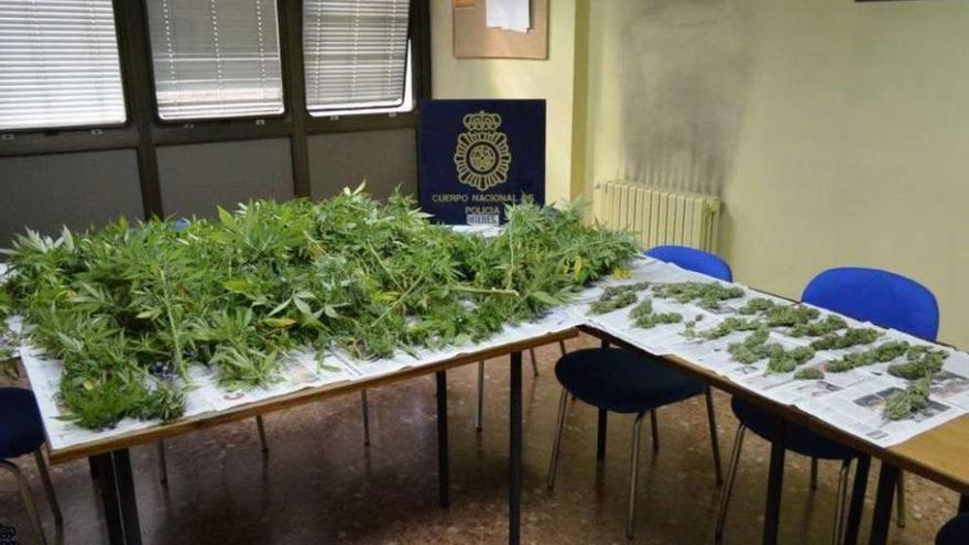 Las plantas de marihuana incautadas por la Policía Nacional.