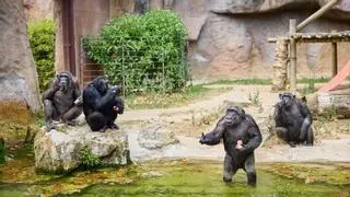 VIDEO | Los animales del Zoo de Barcelona mitigan el calor con helados de fruta, granizados de gusanos o ventiladores