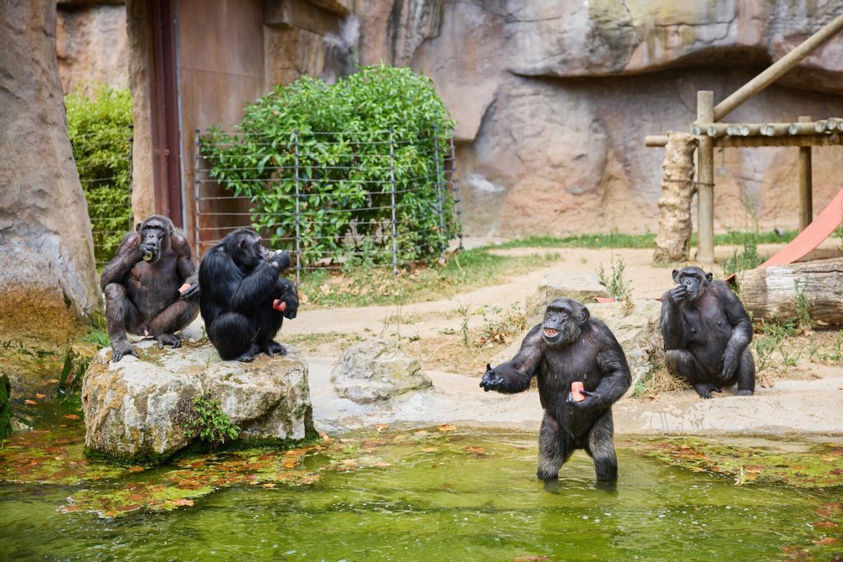 El Zoo de Barcelona adapta los cuidados frente a las altas temperaturas