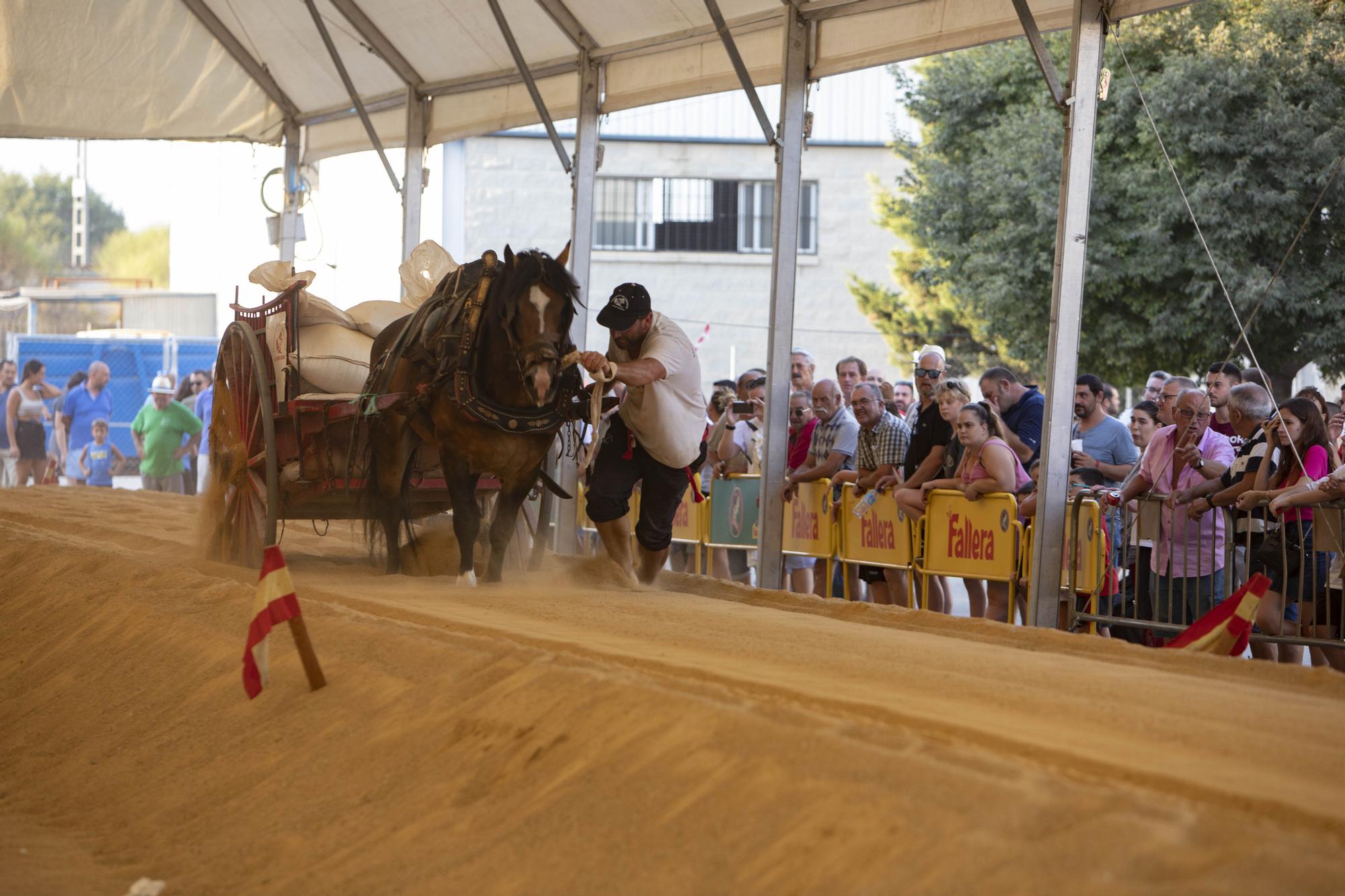 Así ha sido la XLV edición del concurso de tiro y arrastre de la Fira d'Agost de Xàtiva