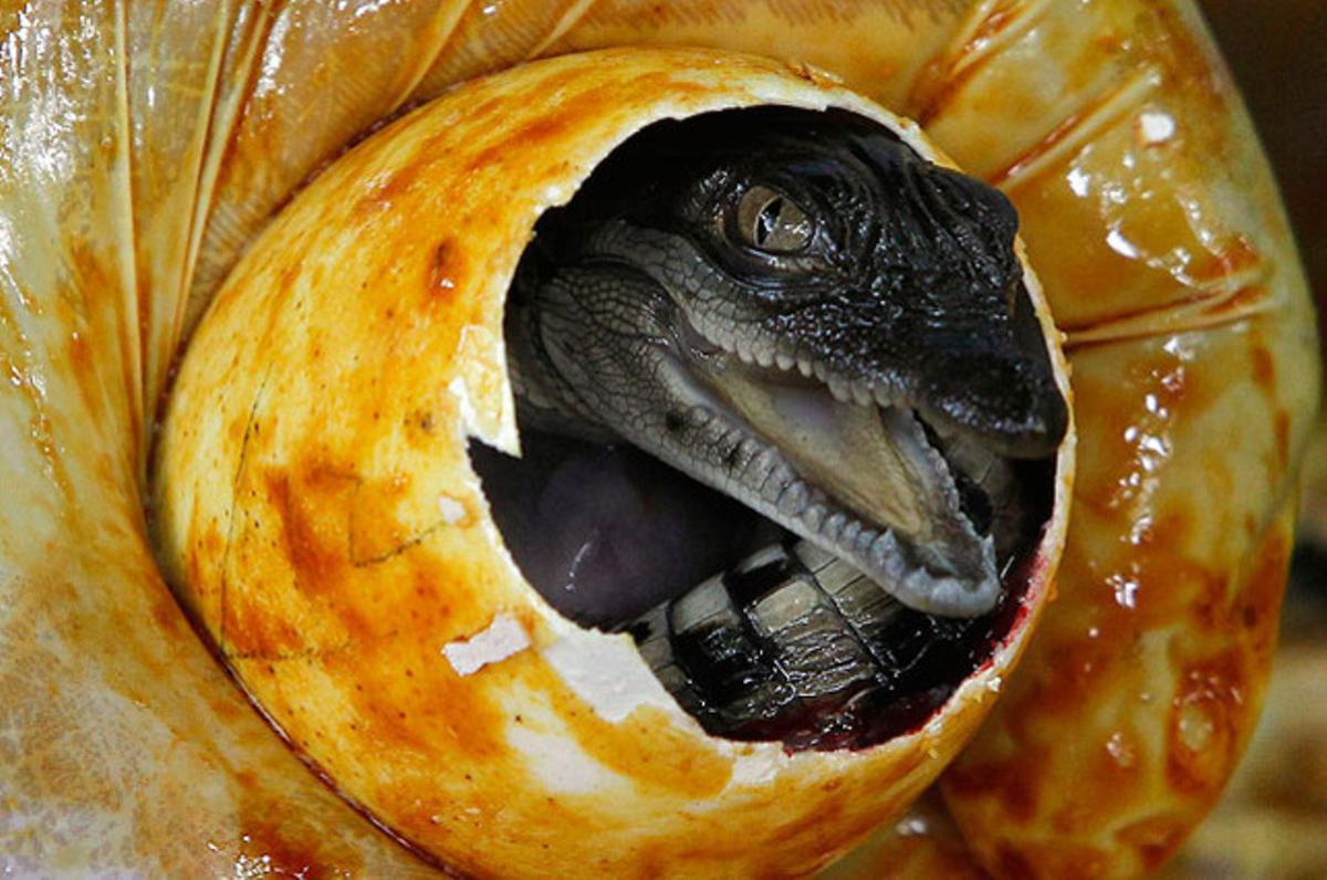 Un treballador mostra una cria de cocodril, una de les deu que han nascut en una granja de cocodrils a Pasay City, Manila (Filipines).