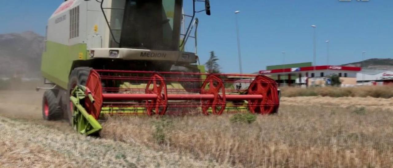 La recogida de cereales empieza en la provincia de Alicante con cosechas irregulares