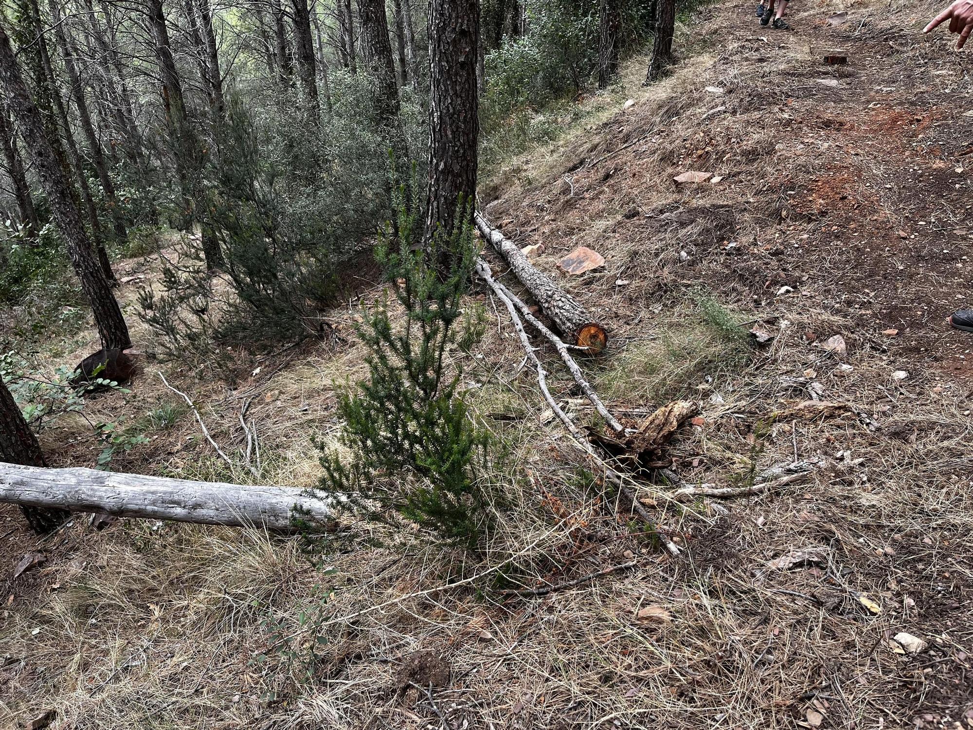 Las imágenes de la pista ilegal abierta en la Vilavella para practicar BTT