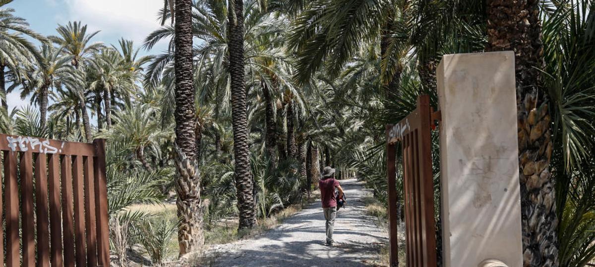 El Plan Especial del Palmeral de Elche pasa un nuevo trámite