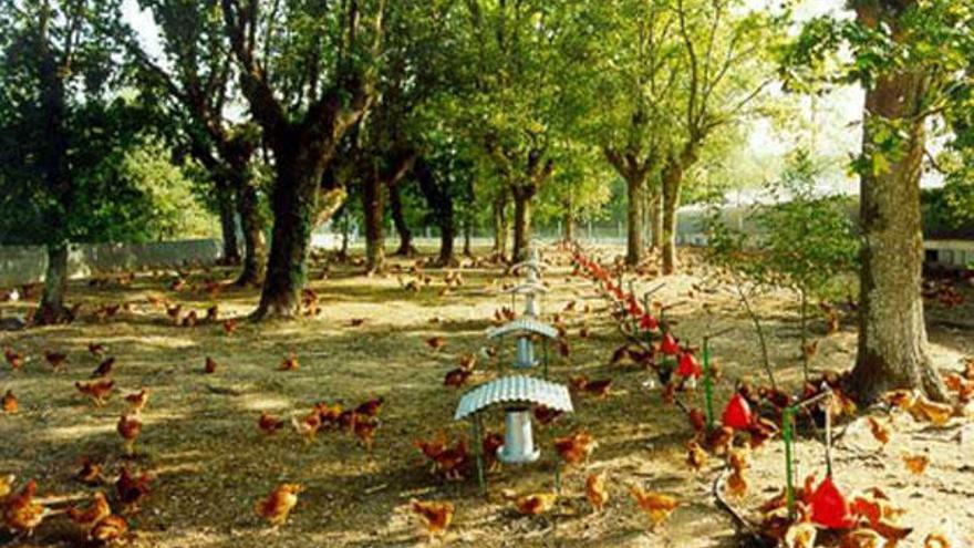 Gallinas de una granja Coren de huevos camperos, en el recinto exterior de las instalaciones.  // Foto Coren