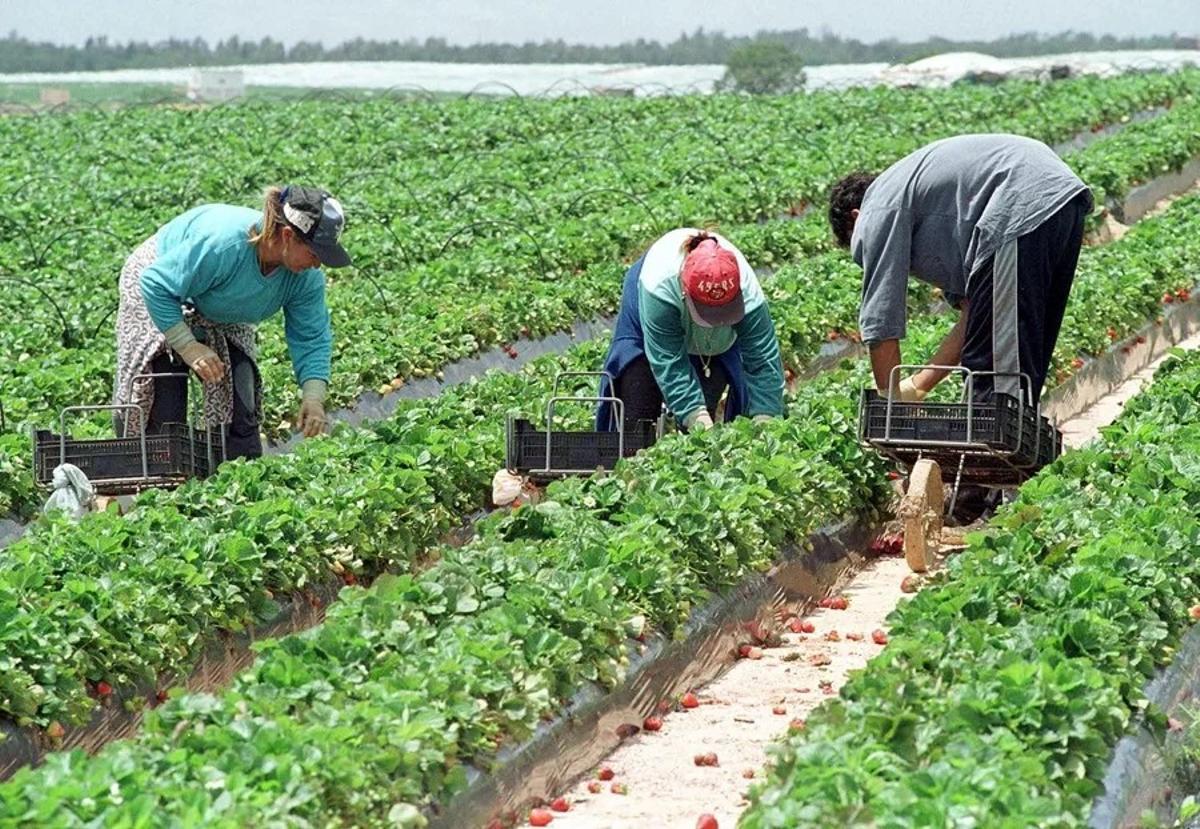 El campo, falto de mucha mano de obra, respalda la regularización de migrantes, un colectivo que copa el 37% de afiliados.