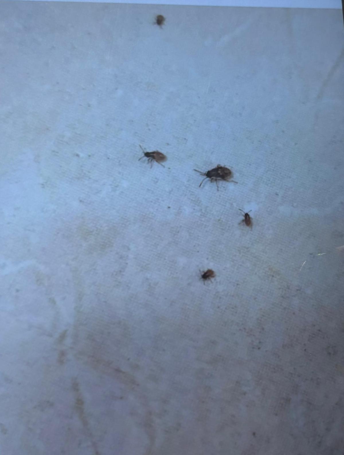 Algunos de los insectos por los que se desalojo el Edificio de Usos Múltilples III esta mañana.