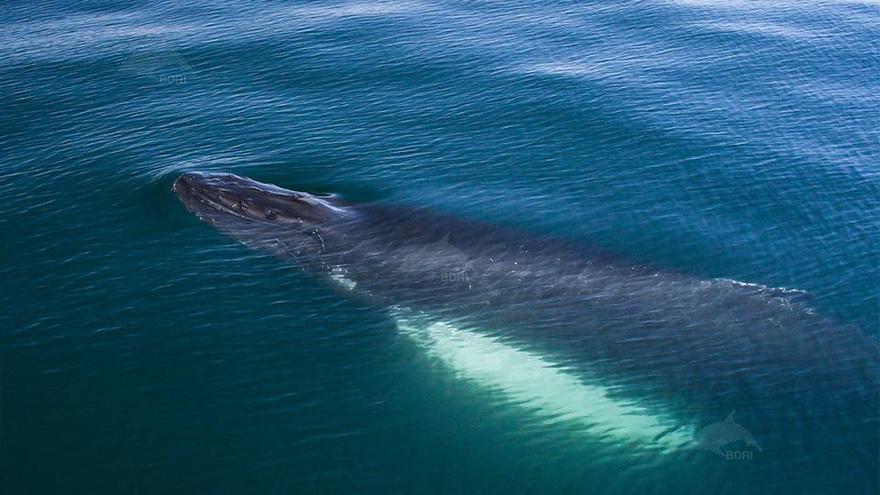 Una ballena jorobada localizada el año pasado en las Rías Baixas.