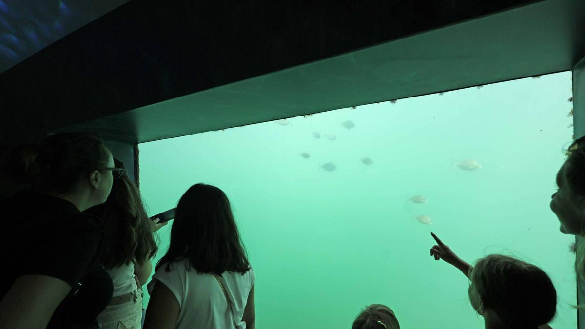 Abre «Atlántida», una ventana privilegiada para observar la riqueza de la ría de Vigo