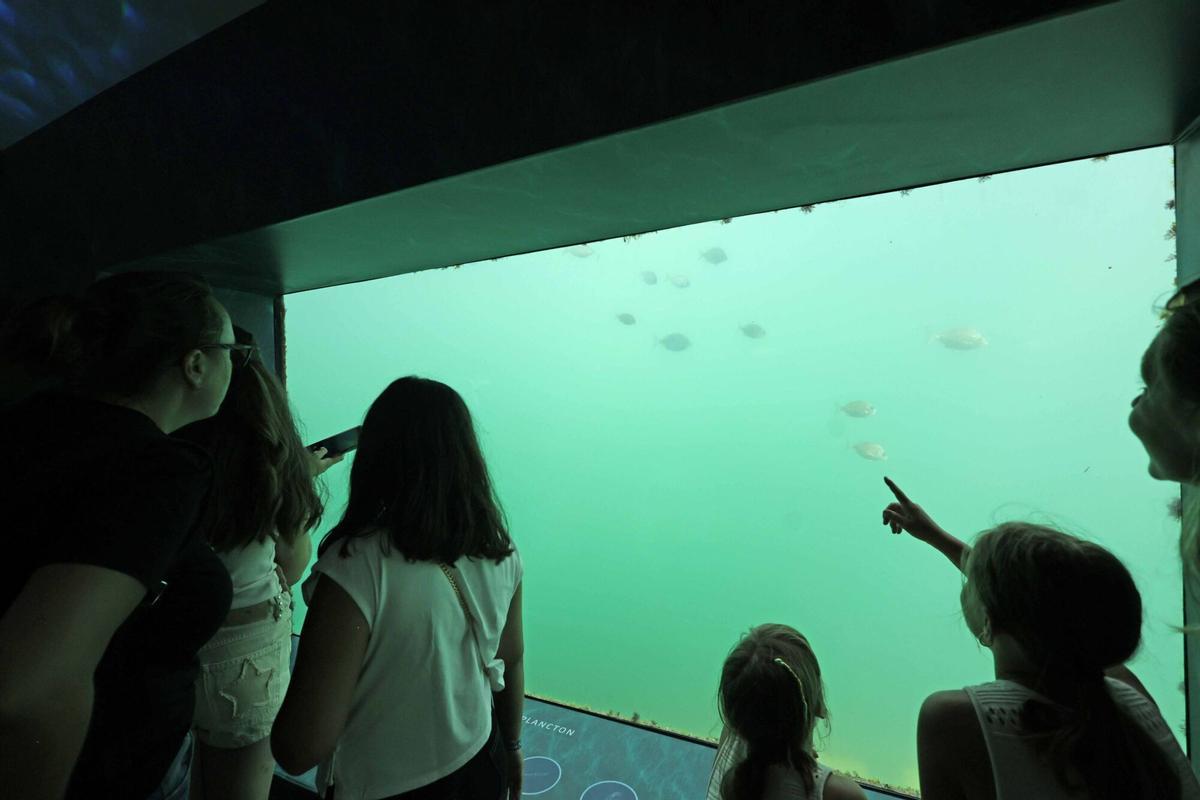 Abre «Atlántida», una ventana privilegiada para observar la riqueza de la ría de Vigo