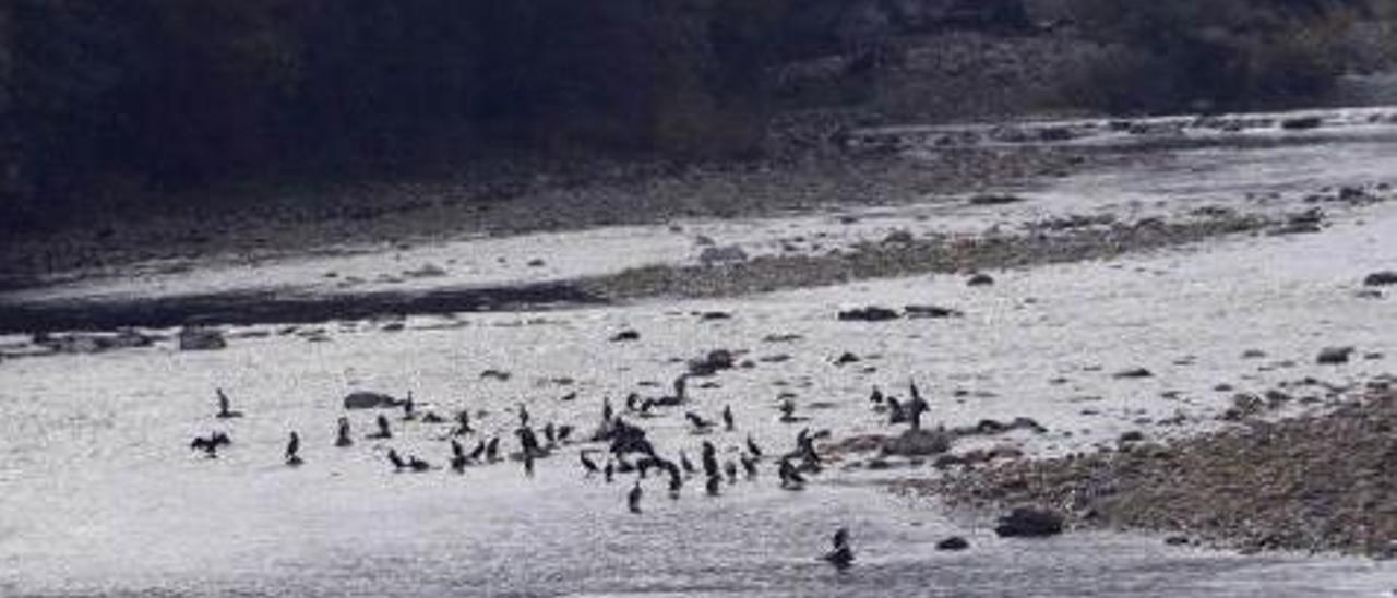 Varias decenas de cormoranes, en el río Caudal a la altura de Santullano.