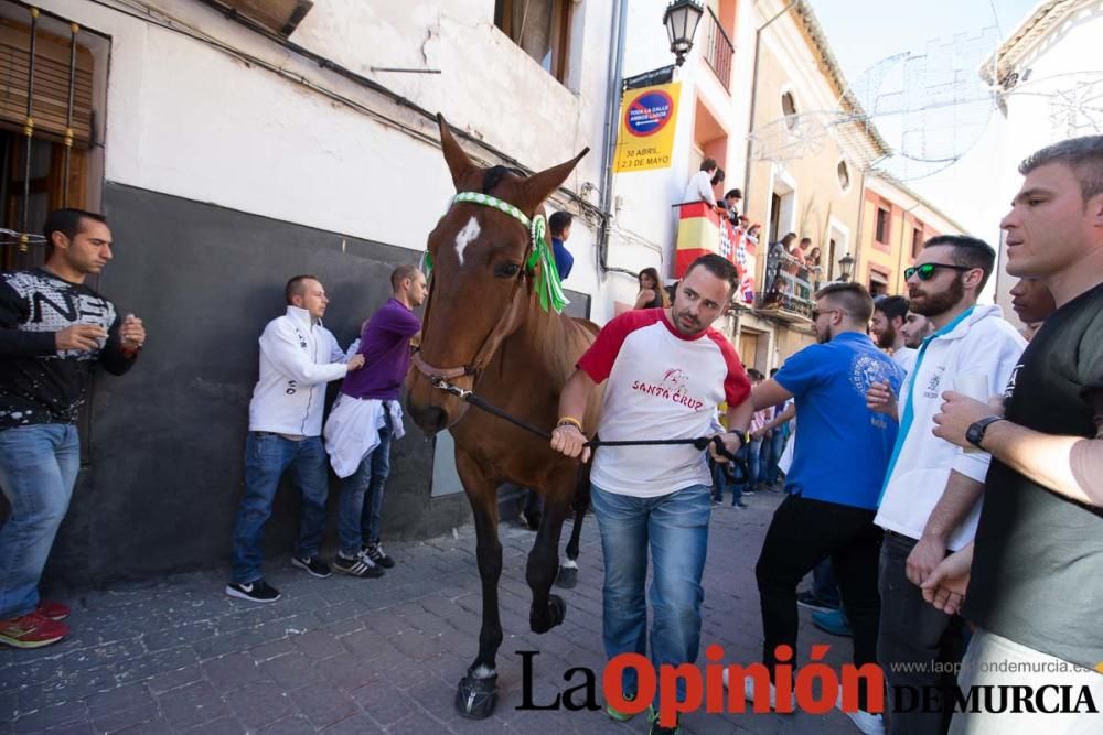 Caballo a pelo Caravaca (Desfile)