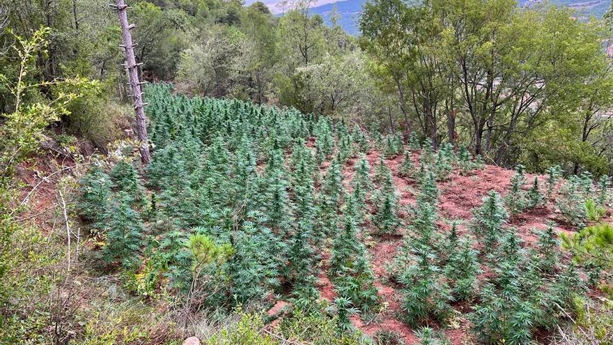 Camps de cultiu de marihuana en una zona boscosa d&#039;Aguilar de Segarra