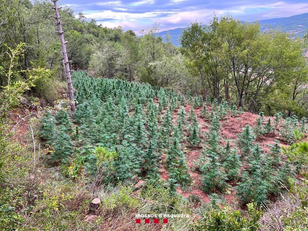 Camps de cultiu de marihuana en una zona boscosa d&#039;Aguilar de Segarra