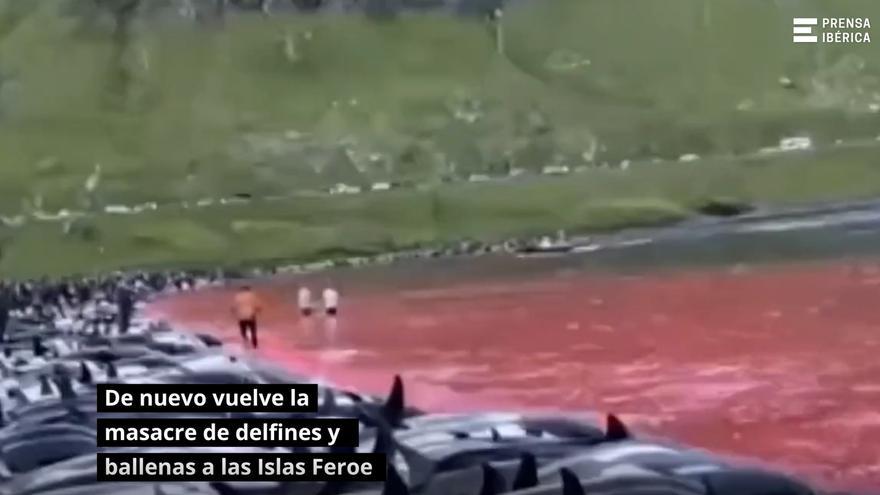 VÍDEO | Empieza la masacre anual de cetáceos en las islas Feroe: 570 delfines muertos a palos y hachazos