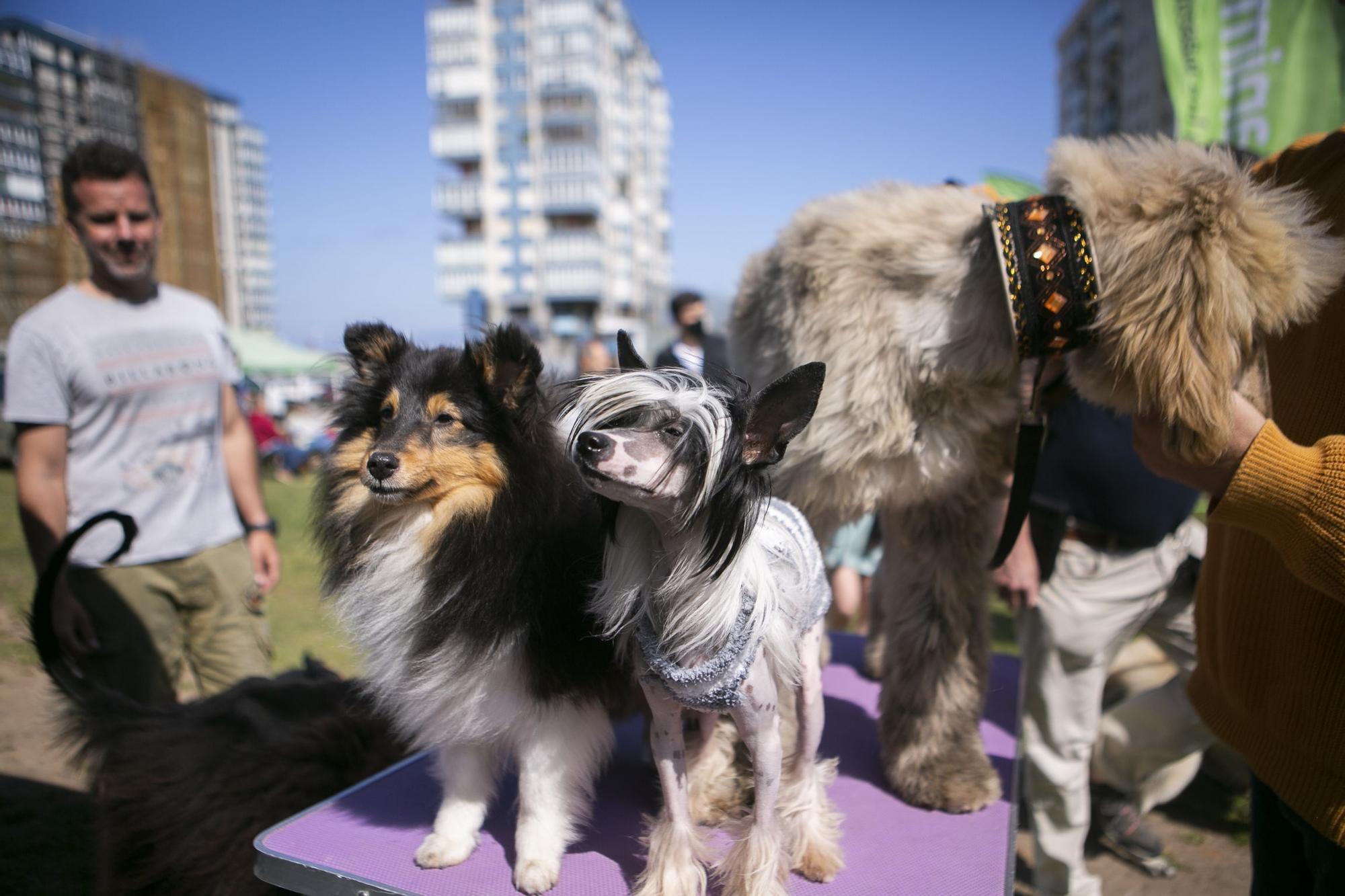 En imágenes: así fue el campeonato de surf para perros en Salinas