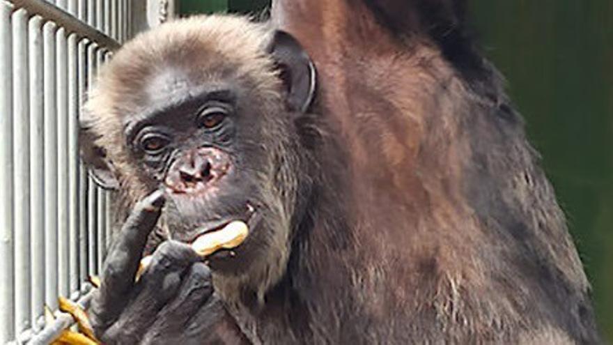 Un juzgado obliga a El Campello a resolver el expediente sancionador a la dueña de la chimpancé Suzie