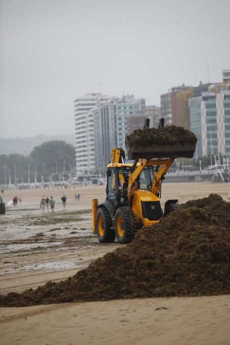 Recogida de ocle en la playa de San Lorenzo de Gijón