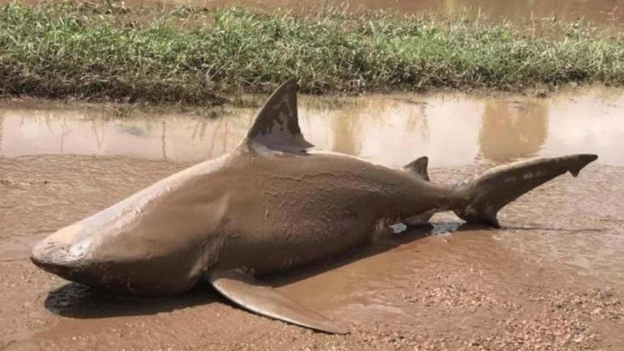 Aparece un tiburón toro en una carretera australiana arrastrado por el ciclón &#039;Debbie&#039;