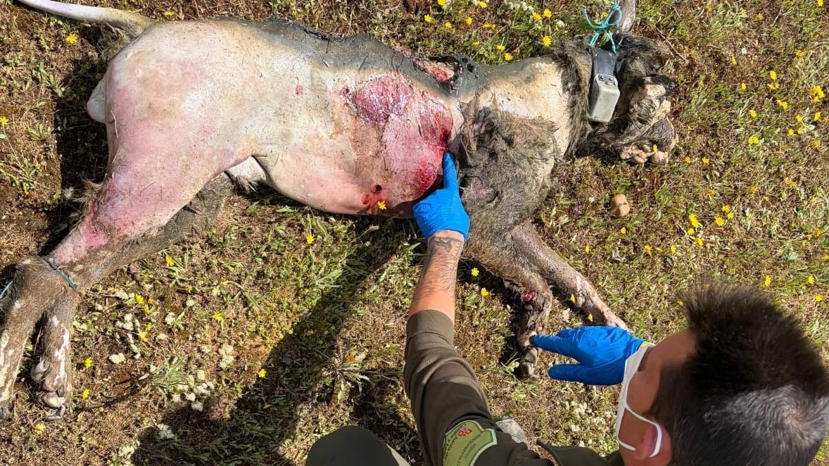 Un Agente Medioambiental examina el cadáver del lobo abatido a tiros y encontrado en Puente Quintos