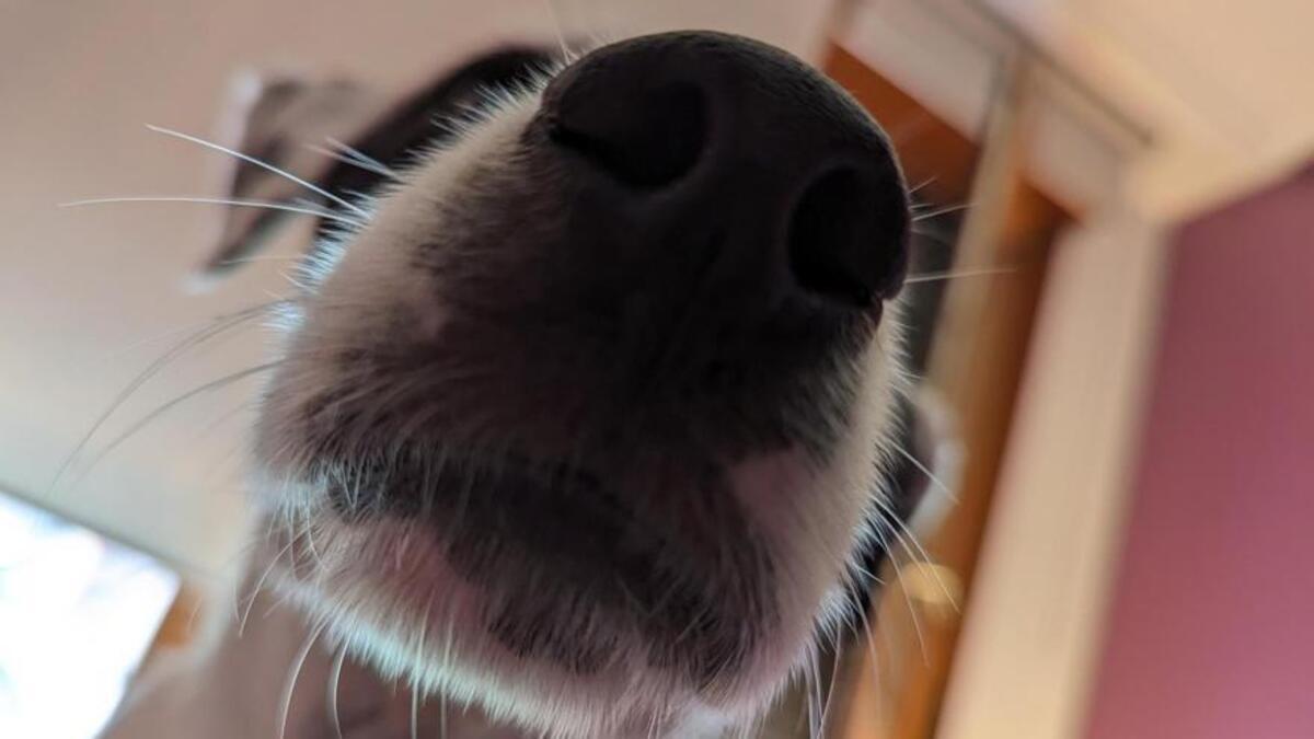¿Nariz seca en tu perro? Descubre si es normal o una señal de alerta
