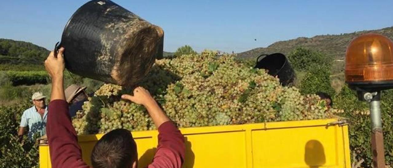 Vendimiadores en una finca francesa.