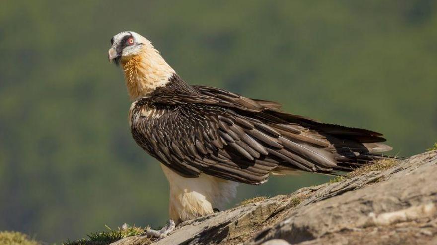 El quebrantahuesos intenta criar por primera vez en el Moncayo