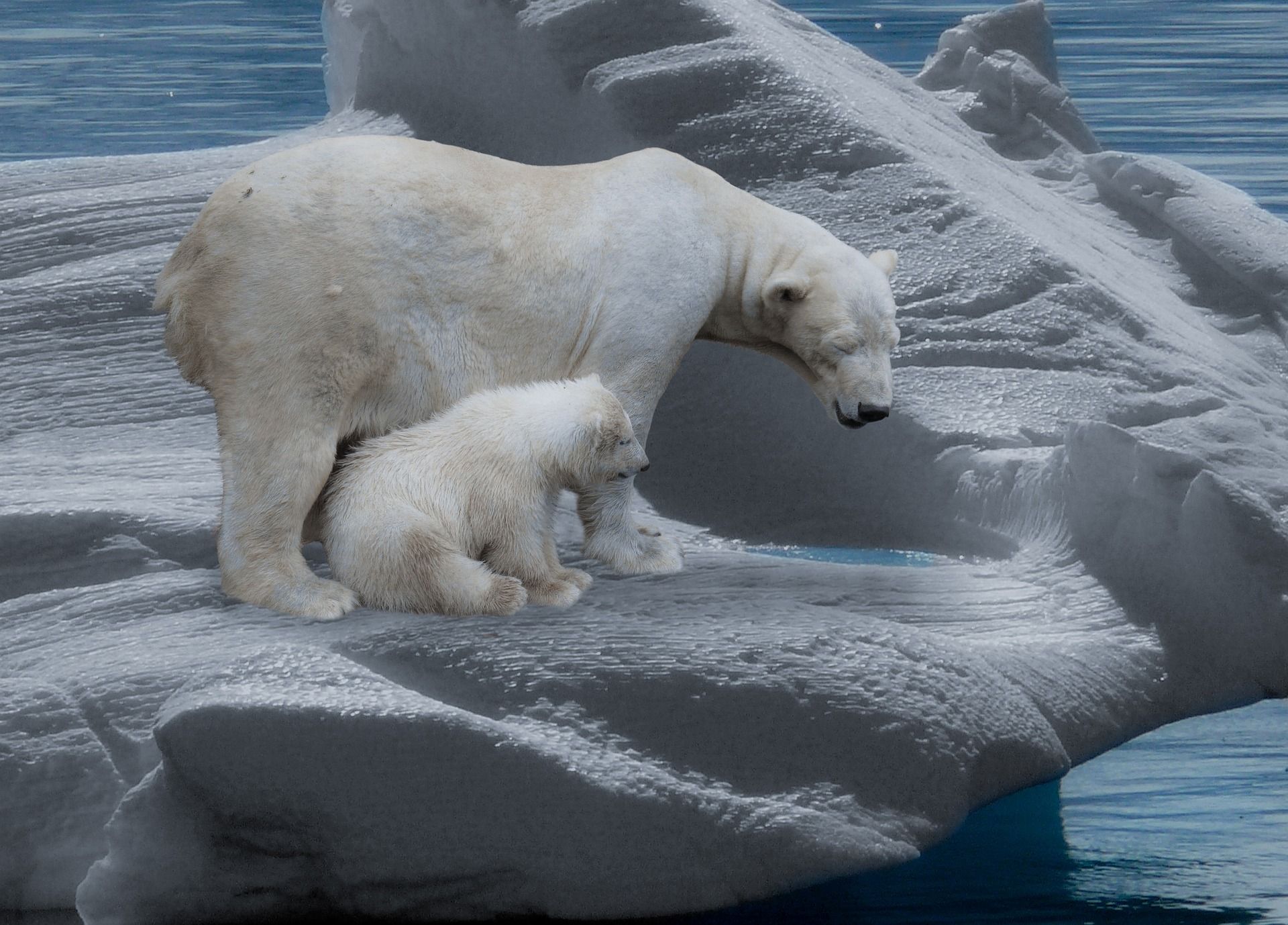 Los cachorros de osos polares mueren en la búsqueda de hielo